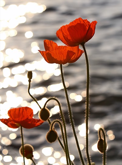 Poppies in the Sunset on Lake Geneva